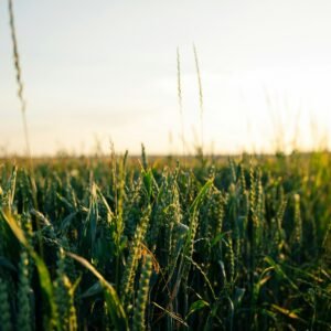 green wheat field during daytime