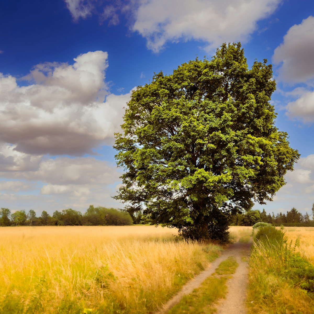 galianaweb en burgos