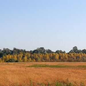 galianaweb en burgos