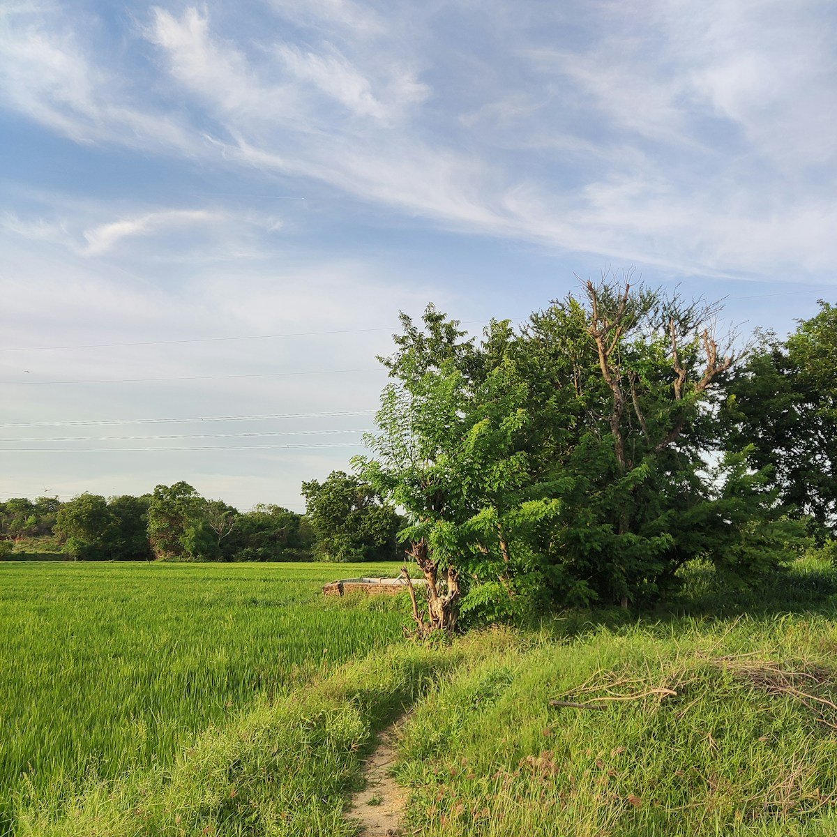 a grassy field with a path leading to a tree